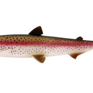 WESTIN Hypoteez ST 25 cm